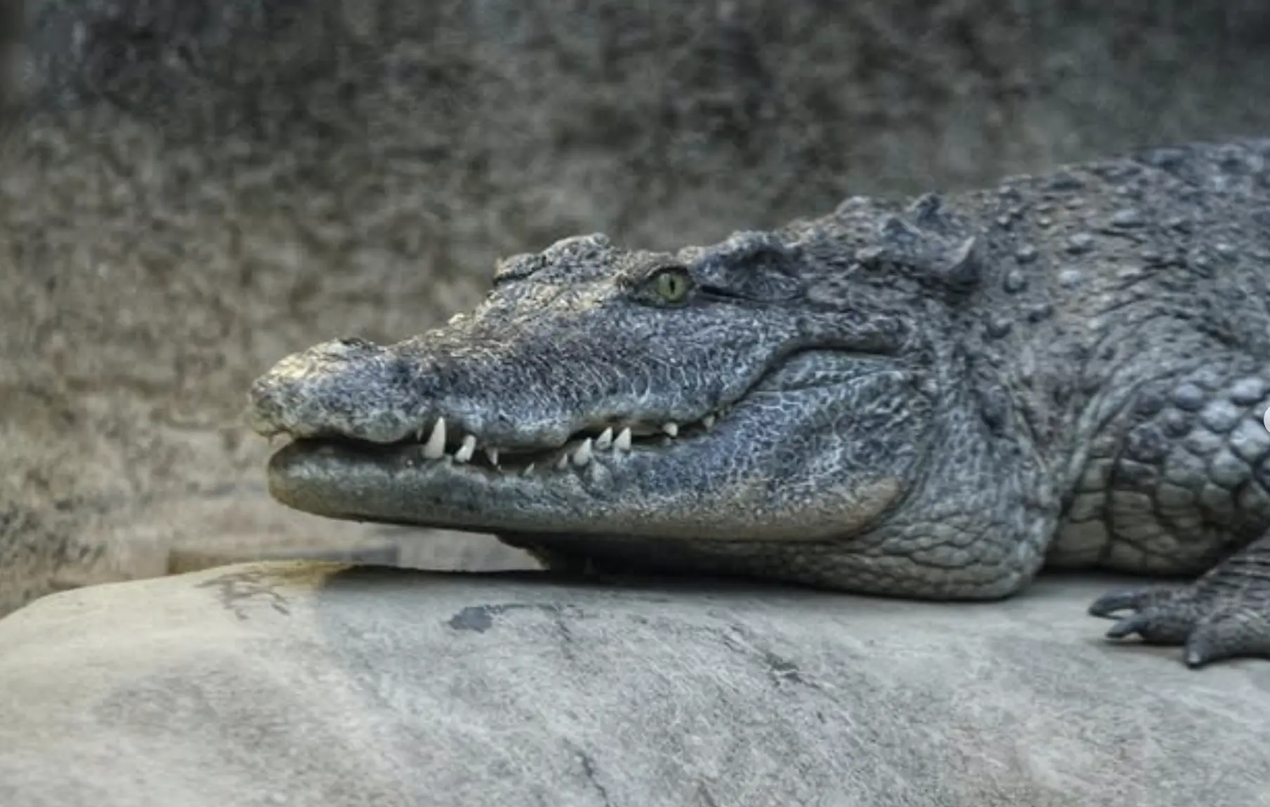What Makes a Dinosaur a Dinosaur